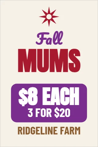 A-frame sign template, fall mums, reading "Fall", "MUMS" and "$8 EACH", in purple and cream