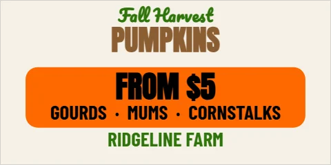 Banner template, pumpkins for sale, reading "PUMPKINS", "FROM $5" and "RIDGELINE FARM", in orange and cream