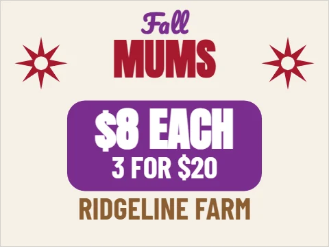 Yard sign template, fall mums, reading "MUMS", "$8 EACH" and "3 FOR $20", in purple and cream