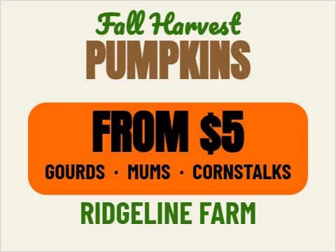 Yard sign template, pumpkins for sale, reading "PUMPKINS", "FROM $5" and "RIDGELINE FARM", in orange and cream